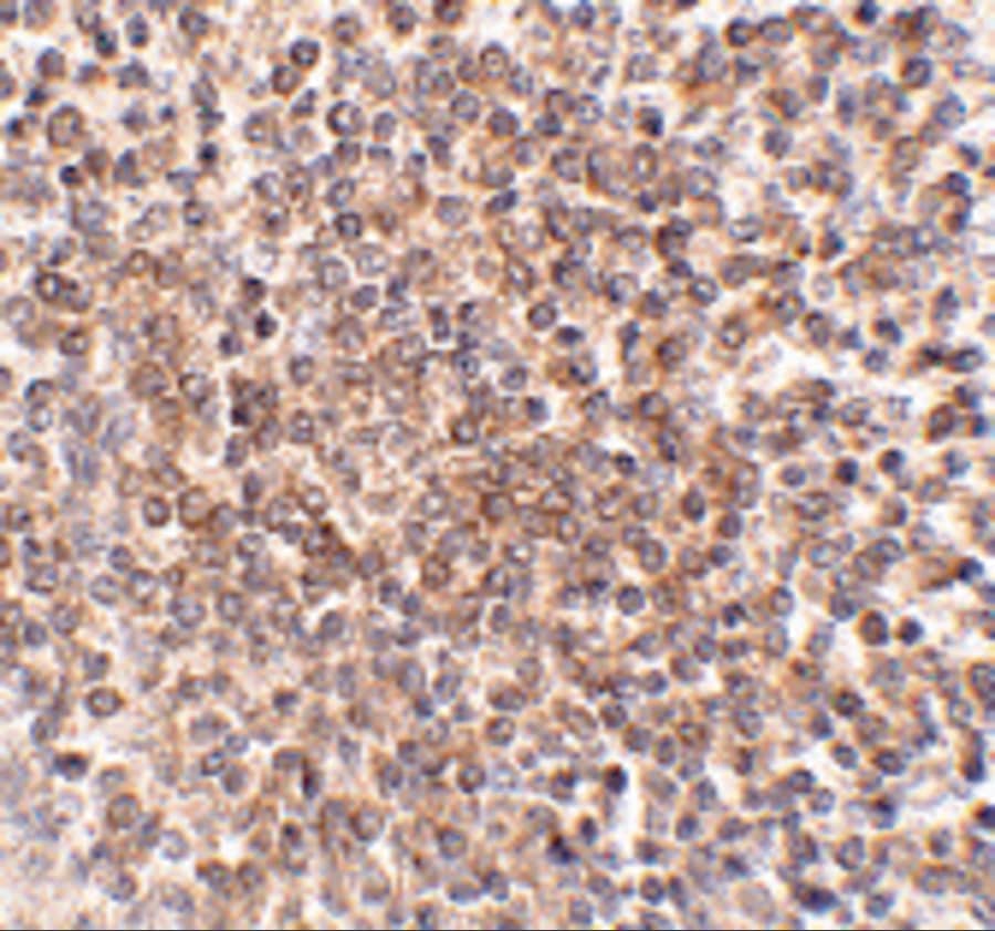 Immunohistochemistry OCC1 Antibody - BSA Free