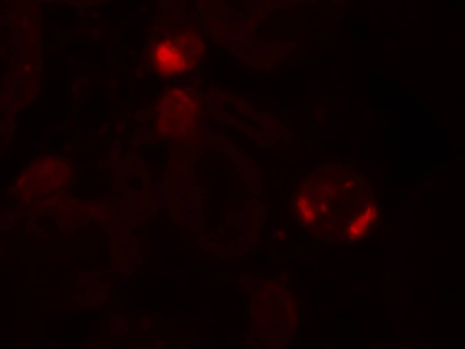 Immunocytochemistry/ Immunofluorescence: FAT10 Antibody - BSA Free [NBP2-81752] - Immunofluorescence of FAT10 in human testis tissue with FAT10 antibody at 20 u/ml.