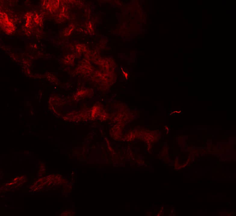 Immunocytochemistry/ Immunofluorescence: Golgin 97 Antibody - BSA Free [NBP2-81753] - Immunofluorescence of Golgin 97 in rat stomach tissue with Golgin 97 antibody at 20 u/mL.