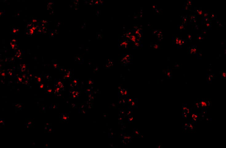 Immunocytochemistry/ Immunofluorescence OCC1 Antibody - BSA Free