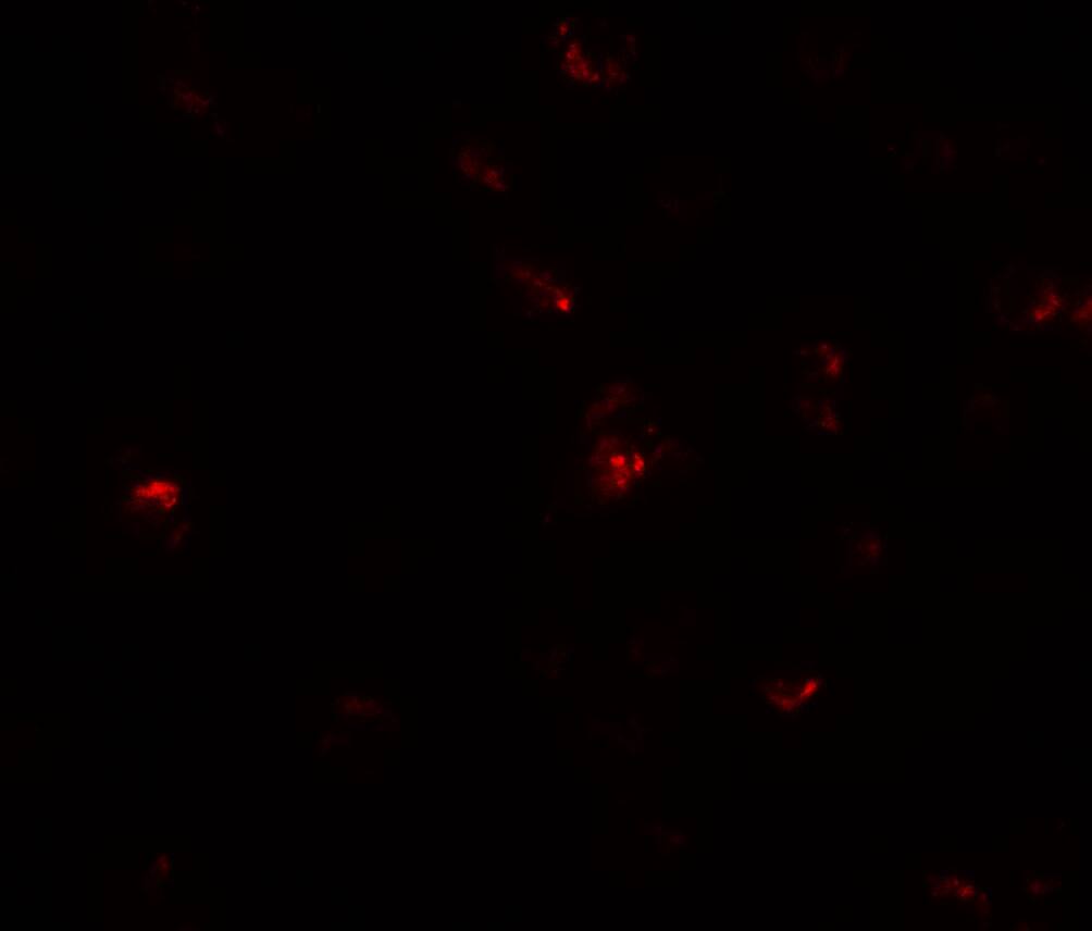 Immunocytochemistry/ Immunofluorescence: Transglutaminase 7/TGM7 Antibody - BSA Free [NBP2-81763] - Immunofluorescence of Transglutaminase 7/TGM7 in A549 cells with Transglutaminase 7/TGM7 antibody at 10 u/mL.