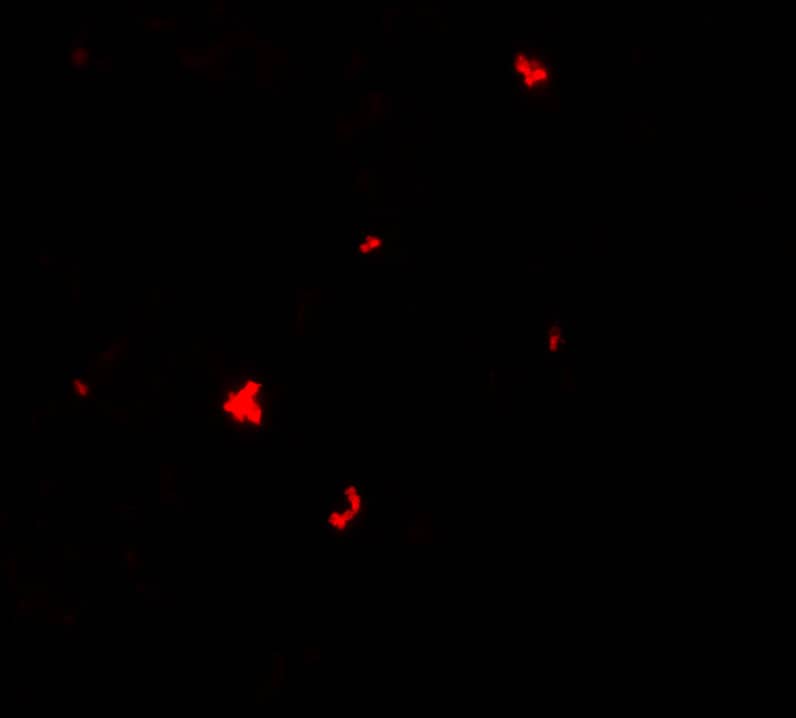 Immunocytochemistry/ Immunofluorescence: PHLPP Antibody - BSA Free [NBP2-81766] - Immunofluorescence of PHLPP in SW480 cells with PHLPP antibody at 5 ug/ml.