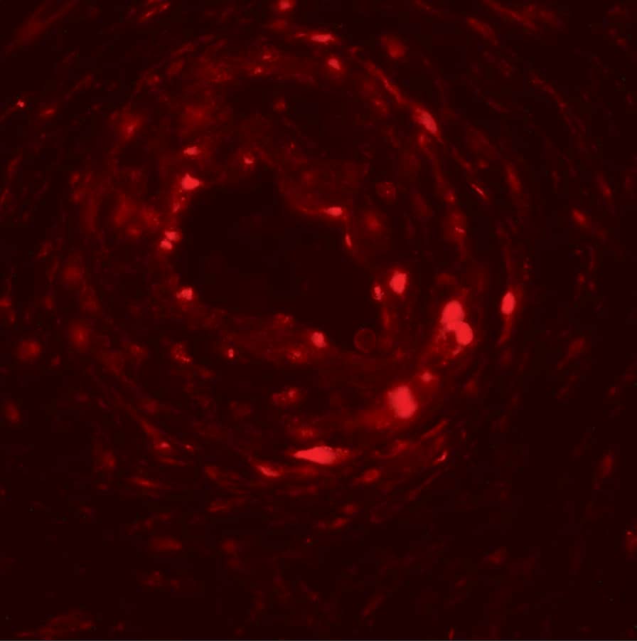 Immunocytochemistry/ Immunofluorescence: Uroplakin Ib Antibody - BSA Free [NBP2-81768] - Immunofluorescence of Uroplakin Ib in human bladder muscle tissue with Uroplakin Ib antibody at 20 ug/mL.