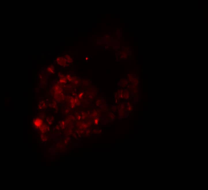 Immunocytochemistry/ Immunofluorescence PRICKLE1 Antibody - BSA Free