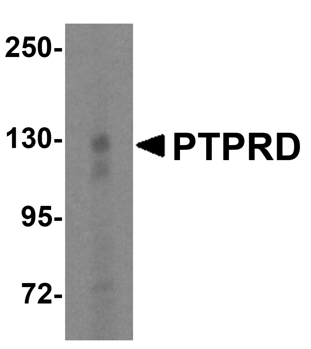 Western Blot: PTPRD Antibody - BSA Free [NBP2-81772] - Western blot analysis of PTPRD in HeLa cell lysate with PTPRD antibody at 1 u/mL.
