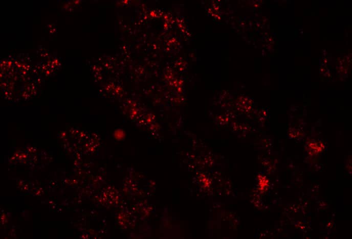 Immunocytochemistry/ Immunofluorescence: NKX2.8 Antibody - BSA Free [NBP2-81773] - Immunofluorescence of NKX-8 in human liver tissue with NKX2.8 antibody at 20 ug/mL.
