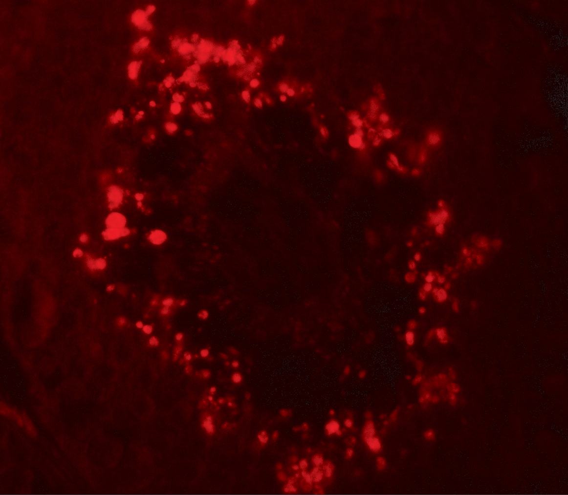 Immunocytochemistry/ Immunofluorescence RGS22 Antibody - BSA Free