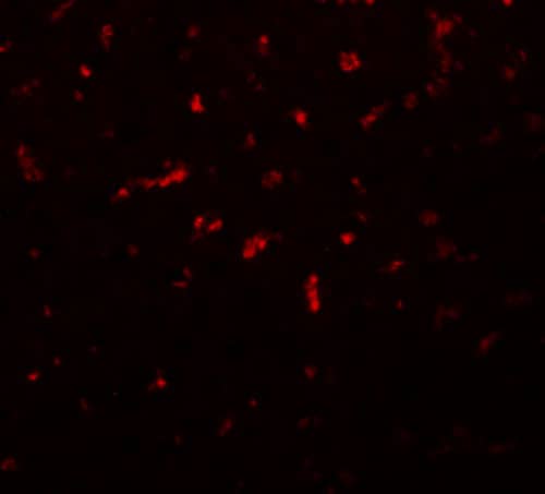 Immunocytochemistry/ Immunofluorescence: RSRC1 Antibody - BSA Free [NBP2-81778] - Immunofluorescence of RSRC1 in rat liver tissue with RSRC1 antibody at 20 ug/mL.