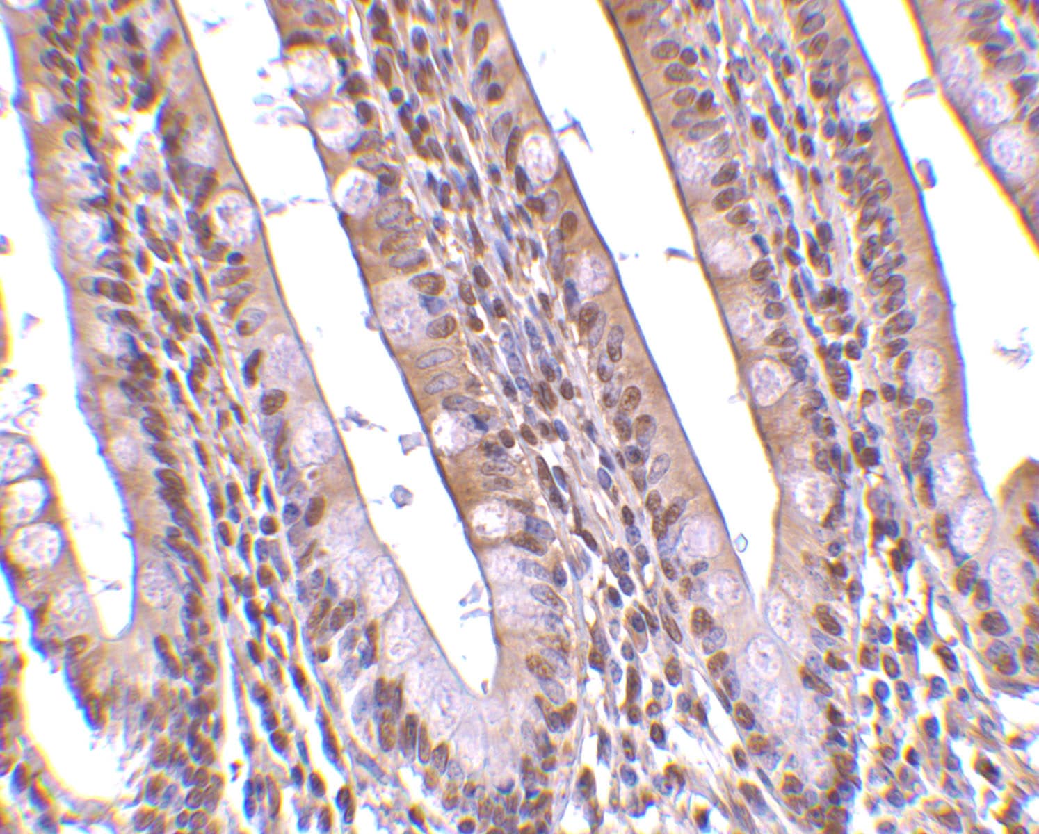 Immunohistochemistry: ANP32A Antibody - BSA Free [NBP2-81784] - Immunohistochemistry of ANP32A in human small intestine tissue with ANP32A antibody at 10 ug/mL.