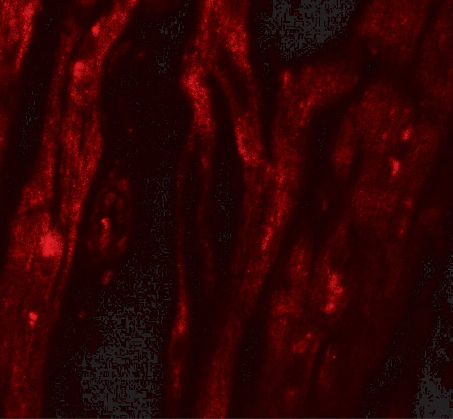 Immunocytochemistry/ Immunofluorescence: SHQ1 Antibody - BSA Free [NBP2-81793] - Immunofluorescence of SHQ1 in human heart tissue with SHQ1 antibody at 20 ug/mL.