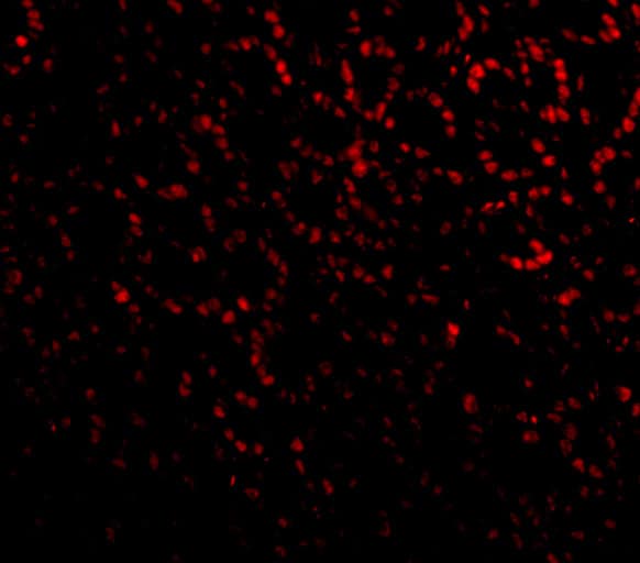 Immunocytochemistry/ Immunofluorescence: ANP32A Antibody - BSA Free [NBP2-81794] - Validation of PHAP I  in Mouse Small Intestine cells. Immunofluorescent analysis of 4% paraformaldehyde-fixed Mouse Small Intestine Cells labeling PHAP I with  at 20 ug/mL, followed by goat anti-rabbit IgG secondary antibody at 1/500 dilution (red).  