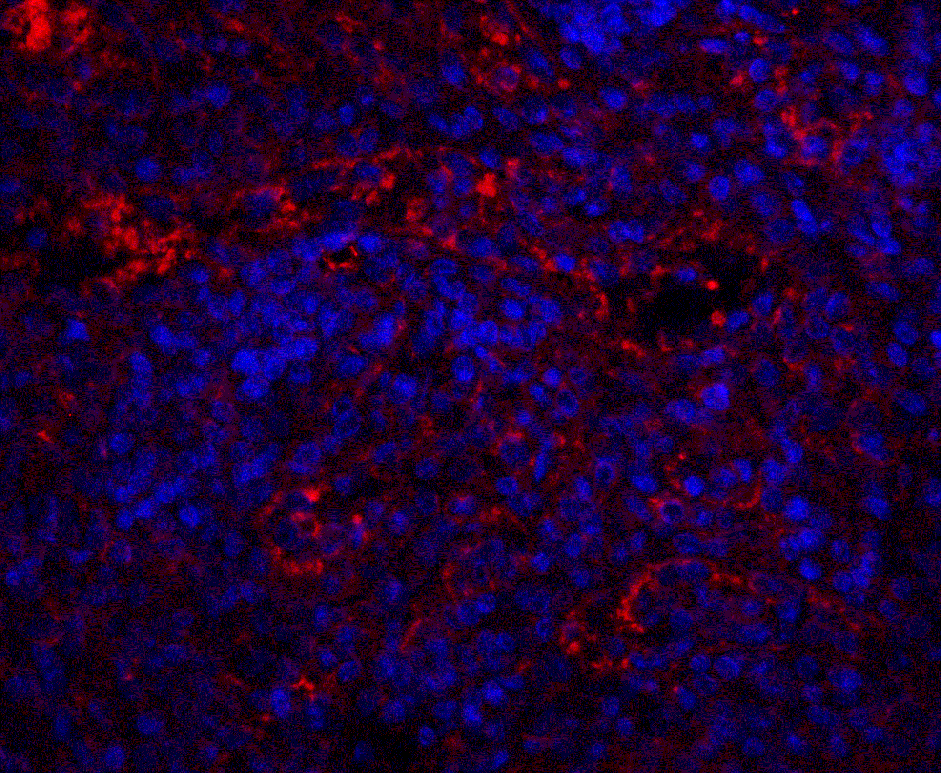 Immunocytochemistry/ Immunofluorescence: QSOX1/Quiescin Q6 Antibody - BSA Free [NBP2-81797] - Immunofluorescence of QSOX1/Quiescin Q6 in human spleen tissue with QSOX1/Quiescin Q6 antibody at 20 ug/ml.