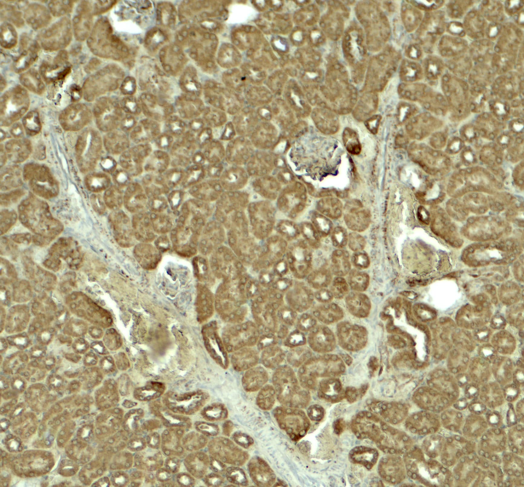 Immunohistochemistry SLC1A7 Antibody - BSA Free