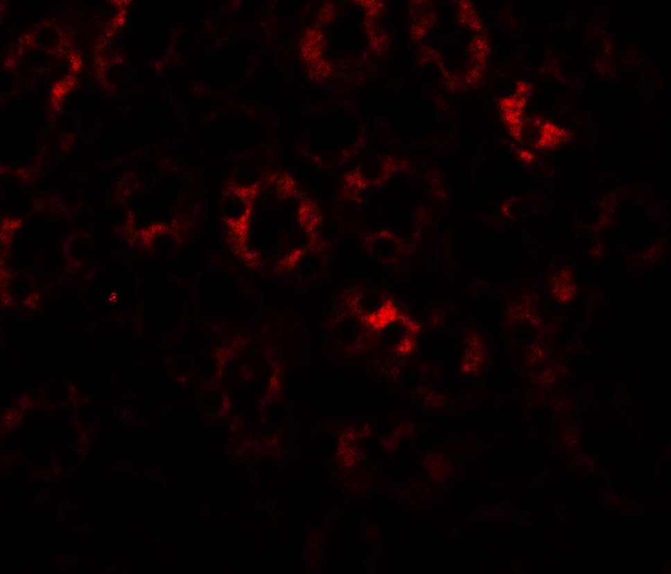 Immunocytochemistry/ Immunofluorescence: SLC1A7 Antibody - BSA Free [NBP2-81802] - Immunofluorescence of SLC1A7 in mouse kidney tissue with SLC1A7 antibody at 20 u/ml.