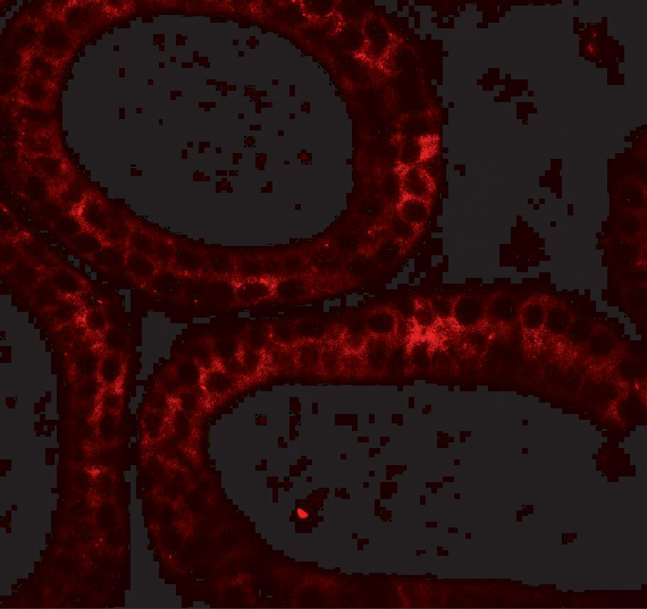 Immunocytochemistry/ Immunofluorescence: DIS3 Antibody - BSA Free [NBP2-81804] - Immunofluorescence of DIS3 in mouse testis tissue with DIS3 antibody at 20 u/ml.