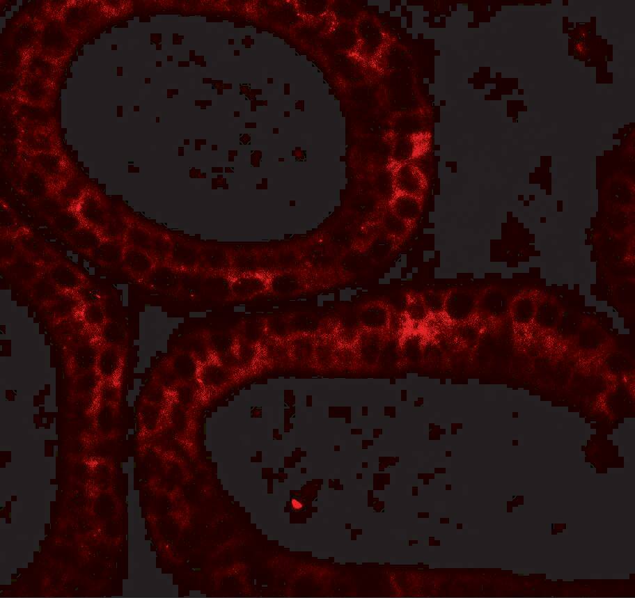 Immunocytochemistry/ Immunofluorescence: DIS3 Antibody - BSA Free [NBP2-81804] - Immunofluorescence of DIS3 in mouse testis tissue with DIS3 antibody at 20 u/ml.