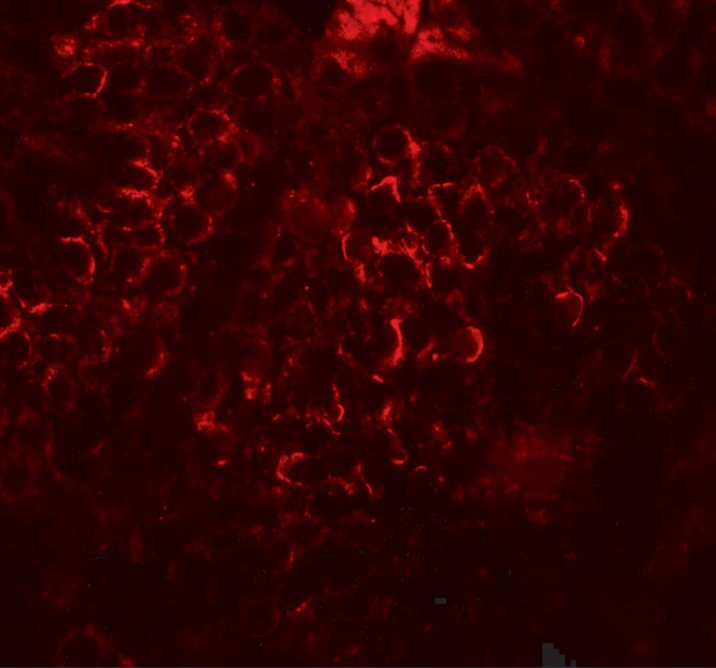 Immunocytochemistry/ Immunofluorescence: DCP2 Antibody - BSA Free [NBP2-81810] - Immunofluorescence of DCP2 in human testis tissue with DCP2 antibody at 20 ug/mL.