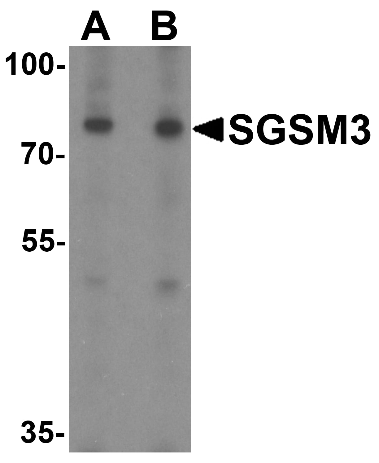 Western Blot: SGSM3 Antibody - BSA Free [NBP2-81814] - Western blot analysis of SGSM3 in 293 cell lysate with SGSM3 antibody at (A) 1 and (B) 2 u/mL.