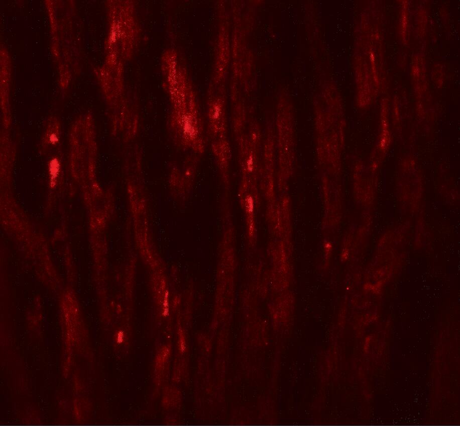 Immunocytochemistry/ Immunofluorescence: EED Antibody - BSA Free [NBP2-81819] - Immunofluorescence of EED in human heart tissue with EED antibody at 20 u/mL.