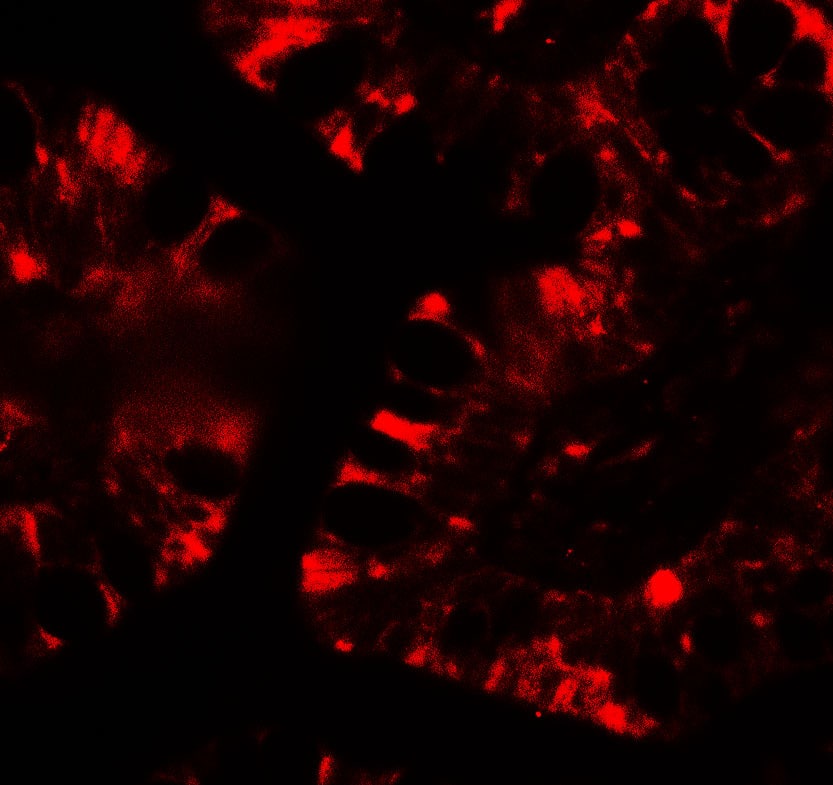 Immunocytochemistry/ Immunofluorescence: IFIT1 Antibody - BSA Free [NBP2-81823] - Immunofluorescence of IFIT1 in human small intestine tissue with IFIT1 antibody at 20 ug/mL.