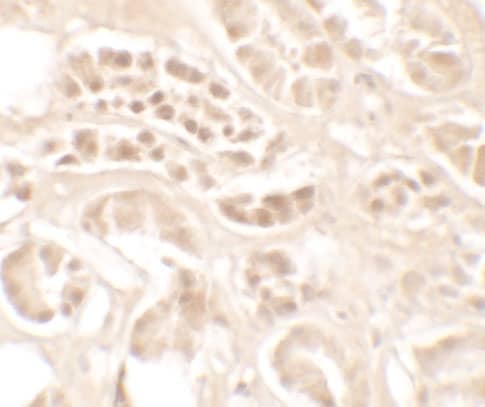 Immunohistochemistry: Kallikrein 4/Prostase/EMSP1 Antibody - BSA Free [NBP2-81838] - Immunohistochemistry of Kallikrein 4/Prostase/EMSP1 in human kidney tissue with Kallikrein 4/Prostase/EMSP1 antibody at 5 u/mL.