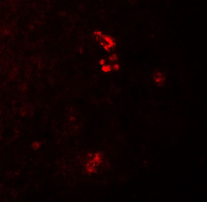 Immunocytochemistry/ Immunofluorescence: PRKCDBP Antibody - BSA Free [NBP2-81847] - Immunofluorescence of PRKCDBP in human spleen tissue with PRKCDBP antibody at 20 ug/ml.