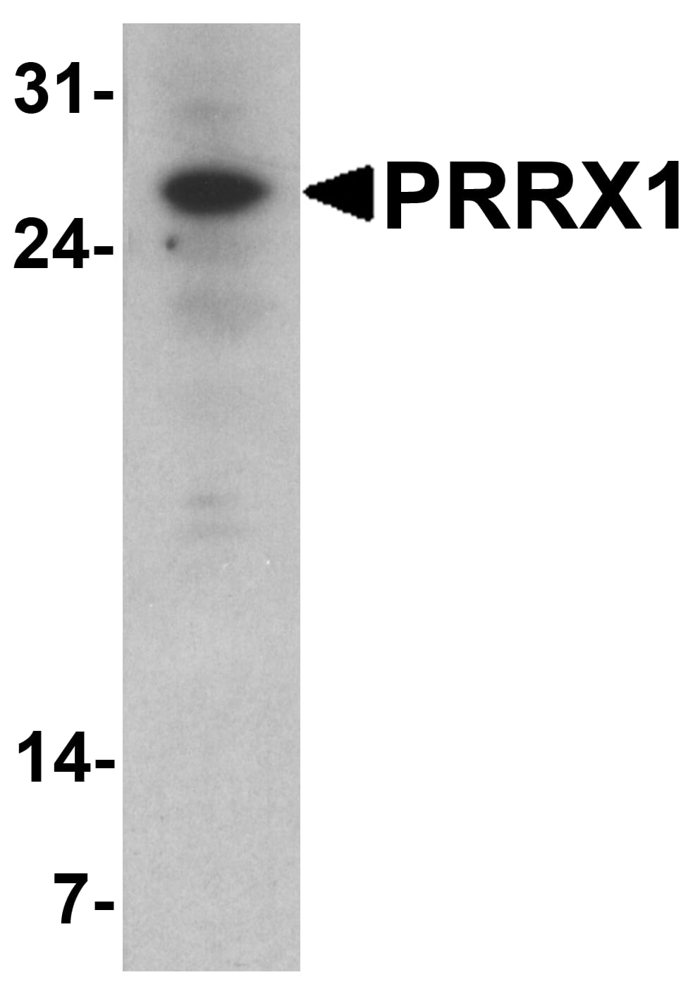 Western Blot: PRRX1 Antibody - BSA Free [NBP2-81848] - Western blot analysis of PRRX1 in HeLa cell lysate with PRRX1 antibody at 1 u/ml.