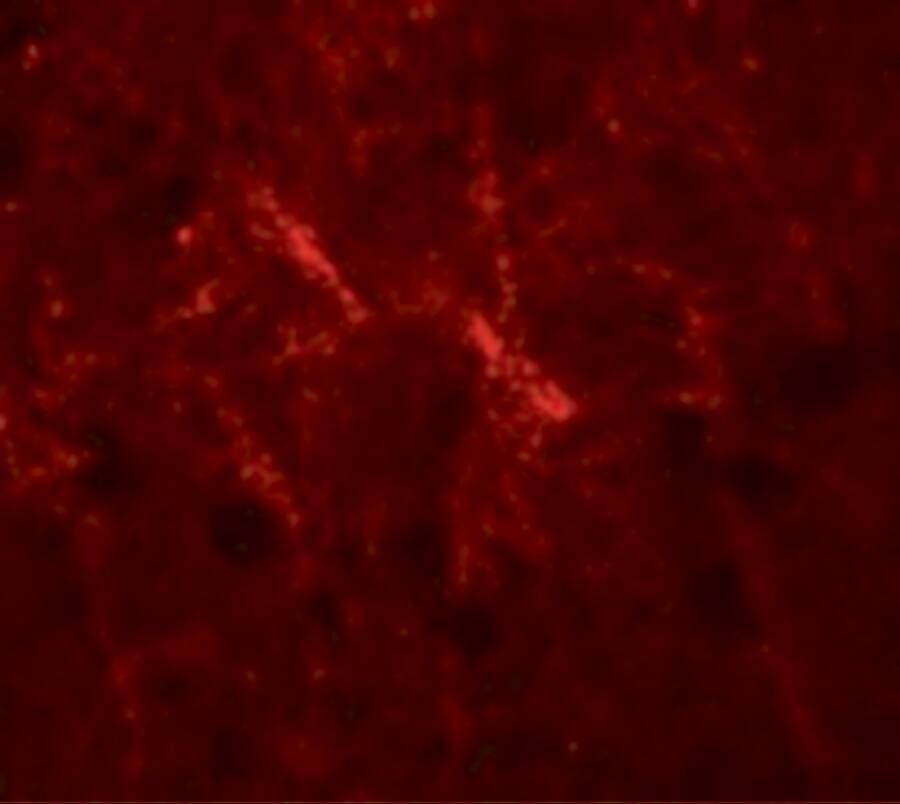 Immunocytochemistry/ Immunofluorescence: SIPA1 Antibody - BSA Free [NBP2-81850] - Immunofluorescence of SIPA1 in human brain cells with SIPA1 antibody at 20 ug/mL.