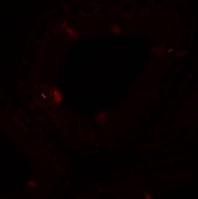 Immunocytochemistry/ Immunofluorescence: SPATA4 Antibody - BSA Free [NBP2-81852] - Immunofluorescence of SPATA4 in mouse testis tissue with SPATA4 antibody at 20 u/mL.