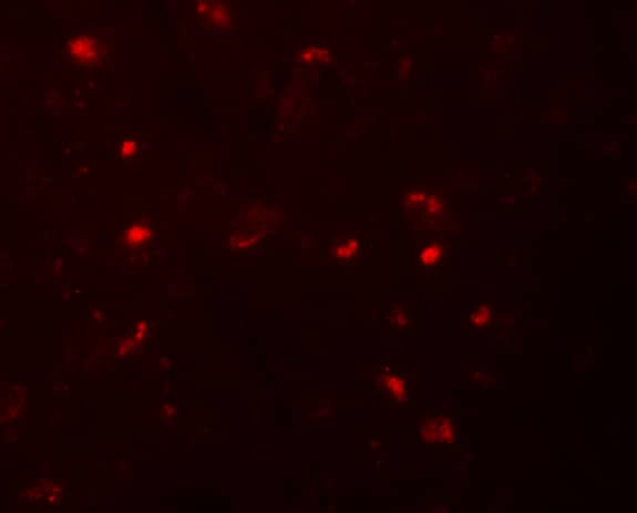 Immunocytochemistry/ Immunofluorescence: NALP6 Antibody - BSA Free [NBP2-81856] - Immunofluorescence of NALP6 in human brain tissue with NALP6 antibody at 20 ug/mL.