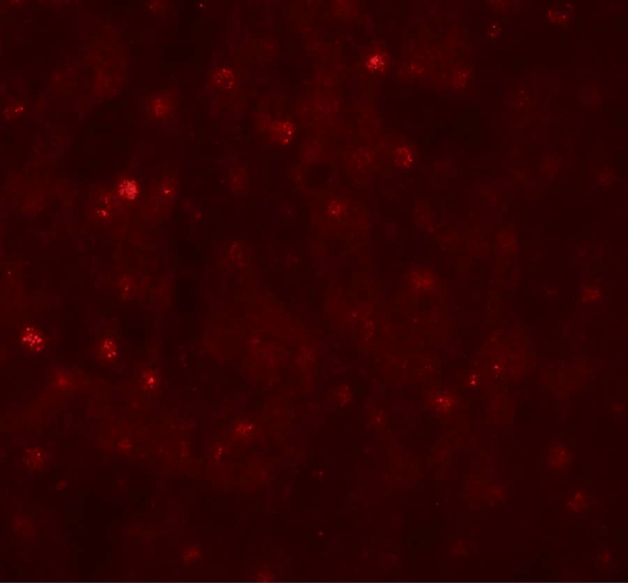 Immunocytochemistry/ Immunofluorescence: TCTEX1D4 Antibody - BSA Free [NBP2-81863] - Immunofluorescence of TCTEX1D4 in human liver tissue with TCTEX1D4 antibody at 20 ug/mL.