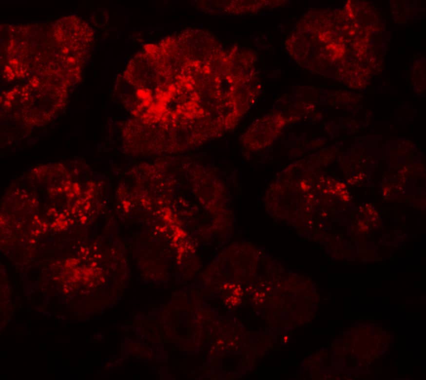 Immunocytochemistry/ Immunofluorescence XKR8 Antibody - BSA Free