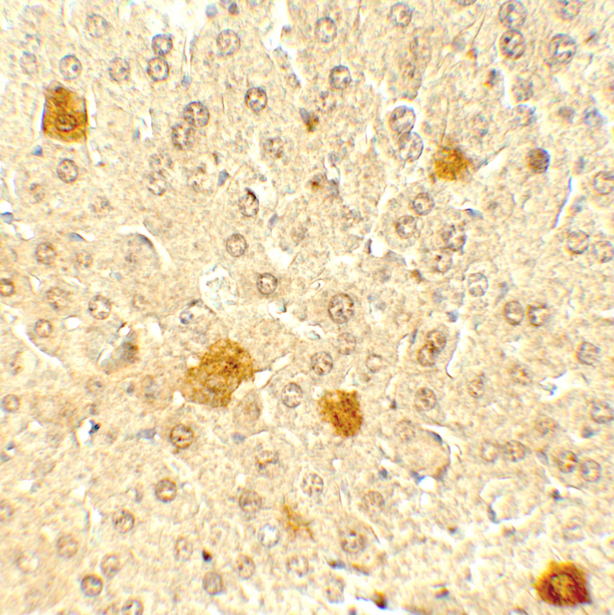 Immunohistochemistry: PDCL3 Antibody - BSA Free [NBP2-81872] - Immunohistochemistry of PDCL3 in mouse liver tissue with PDCL3 antibody at 5 ug/mL.