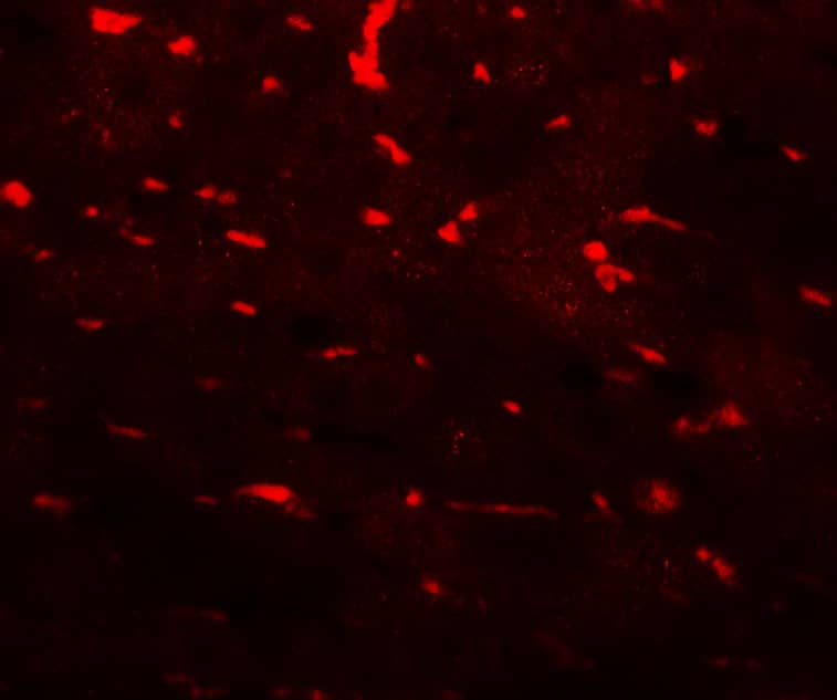 Immunocytochemistry/ Immunofluorescence: PDCL3 Antibody - BSA Free [NBP2-81872] - Immunofluorescence of PDCL3 in mouse liver tissue with PDCL3 antibody at 20 u/mL.