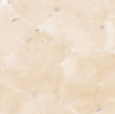 Immunohistochemistry PRC1 Antibody - BSA Free