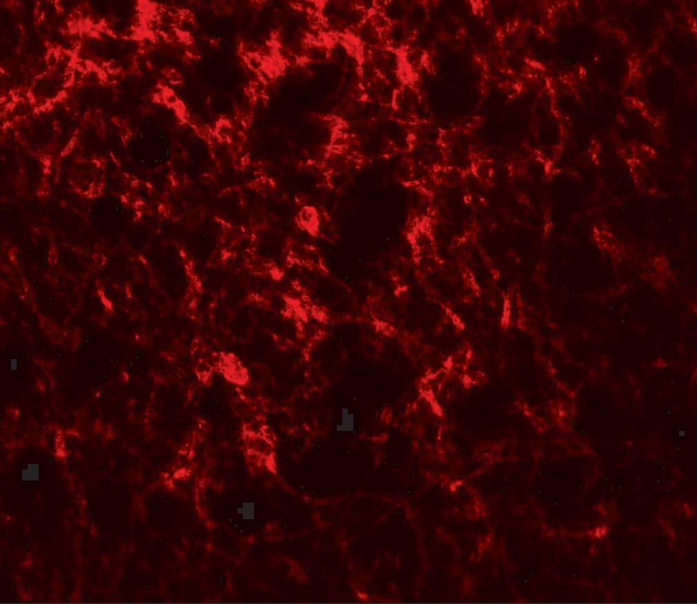 Immunocytochemistry/ Immunofluorescence: Adropin Antibody - BSA Free [NBP2-81884] - Immunofluorescence of Adropin in human brain tissue with Adropin antibody at 20 ug/mL.