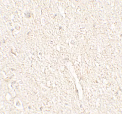 Immunohistochemistry: Adropin Antibody - BSA Free [NBP2-81884] - Immunohistochemistry of Adropin in human brain tissue with Adropin antibody at 5 u/mL.