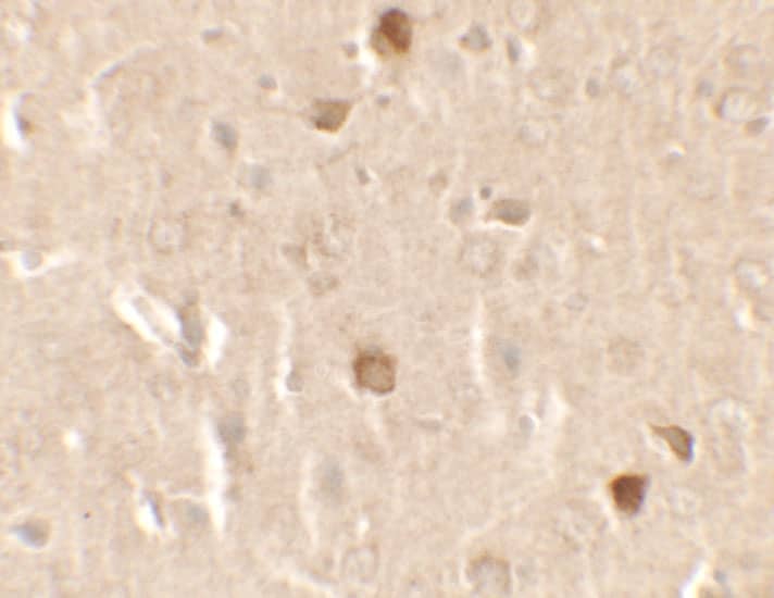 Immunohistochemistry CNRIP1 Antibody - BSA Free