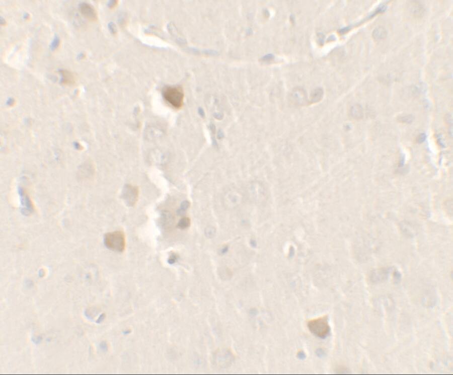 Immunohistochemistry CISD2 Antibody - BSA Free