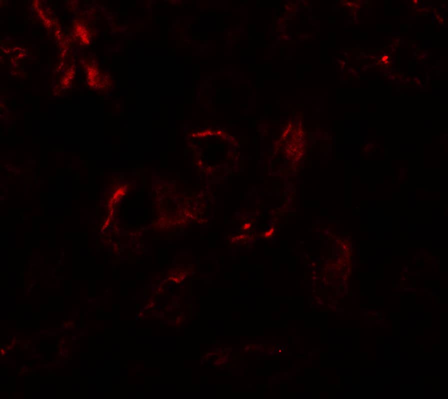 Immunocytochemistry/ Immunofluorescence: EDA-A1/Ectodysplasin A1 Antibody - BSA Free [NBP2-81908] - Immunofluorescence of EDA-A1/Ectodysplasin A1 in mouse kidney tissue with EDA-A1/Ectodysplasin A1 antibody at 20 u/ml.