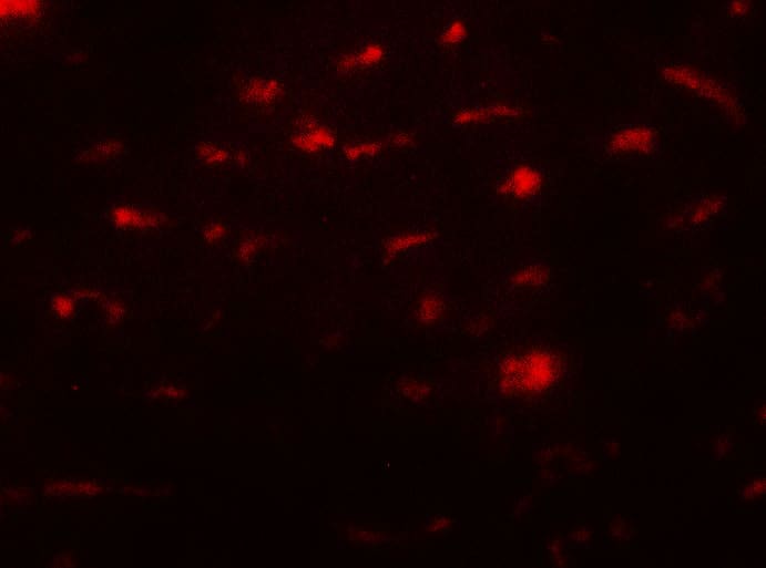 Immunocytochemistry/ Immunofluorescence: SMURF2 Antibody - BSA Free [NBP2-81916] - Immunofluorescence of SMURF2 in mouse liver tissue with SMURF2 antibody at 20 ug/mL.