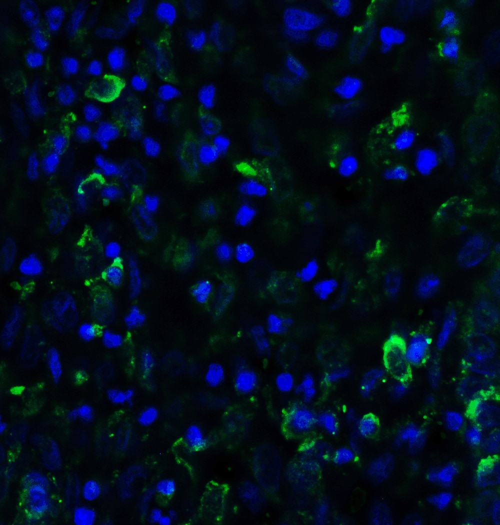 Immunocytochemistry/ Immunofluorescence: SMURF2 Antibody - BSA Free [NBP2-81916] - Immunofluorescence of SMURF2 in human uterus tissue with SMURF2 antibody at 20 ug/ml.Green: SMURF2 Antibody   Blue: DAPI staining