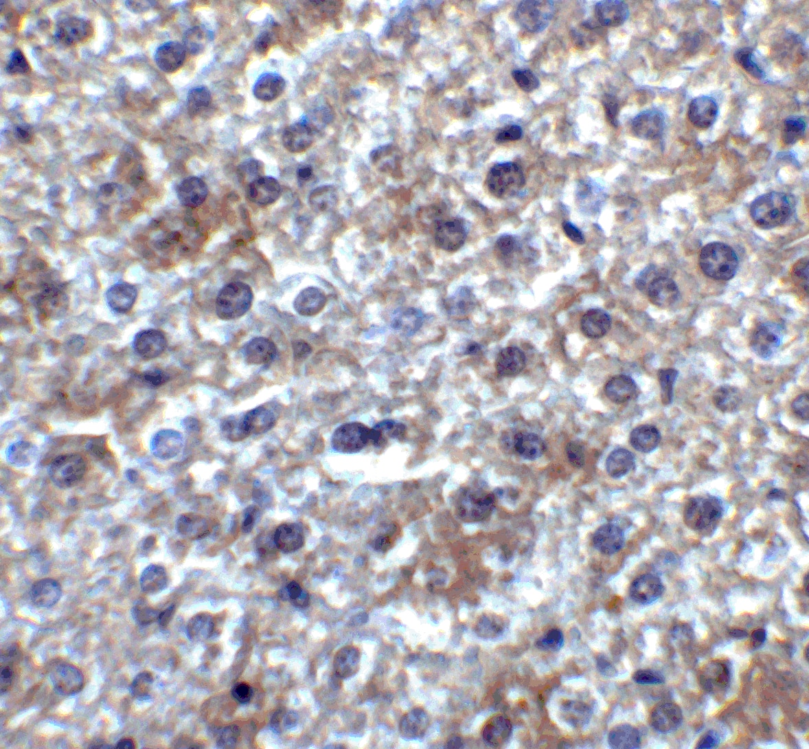 Immunohistochemistry: SMURF2 Antibody - BSA Free [NBP2-81916] - Immunohistochemistry of SMURF2 in mouse liver tissue with SMURF2 antibody at 2 ug/ml.