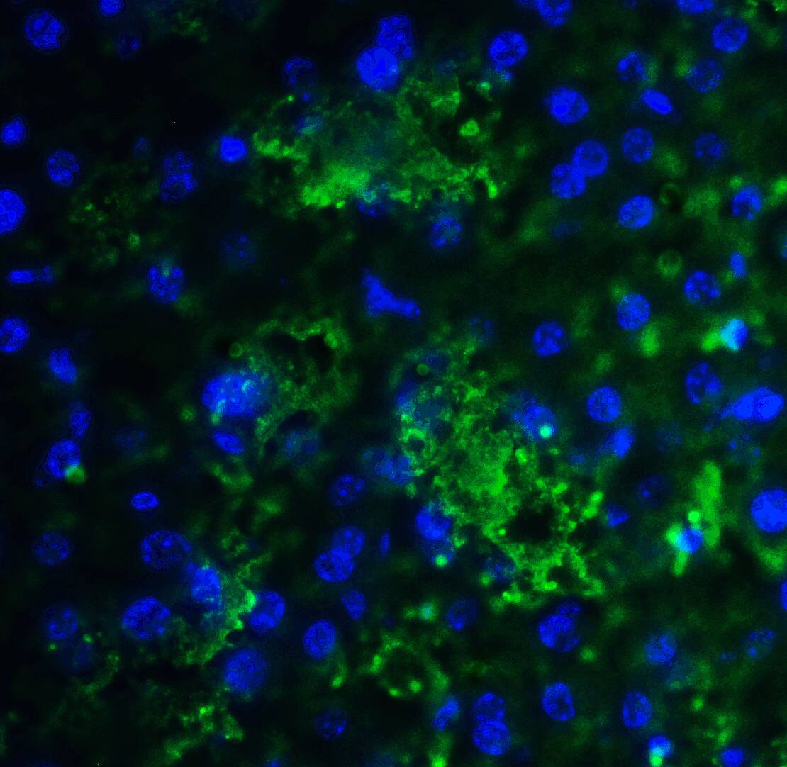 Immunocytochemistry/ Immunofluorescence: SMURF2 Antibody - BSA Free [NBP2-81916] - Immunofluorescence of SMURF2 in mouse liver tissue with SMURF2 antibody at 20 ug/ml.Green: SMURF2 Antibody   Blue: DAPI staining