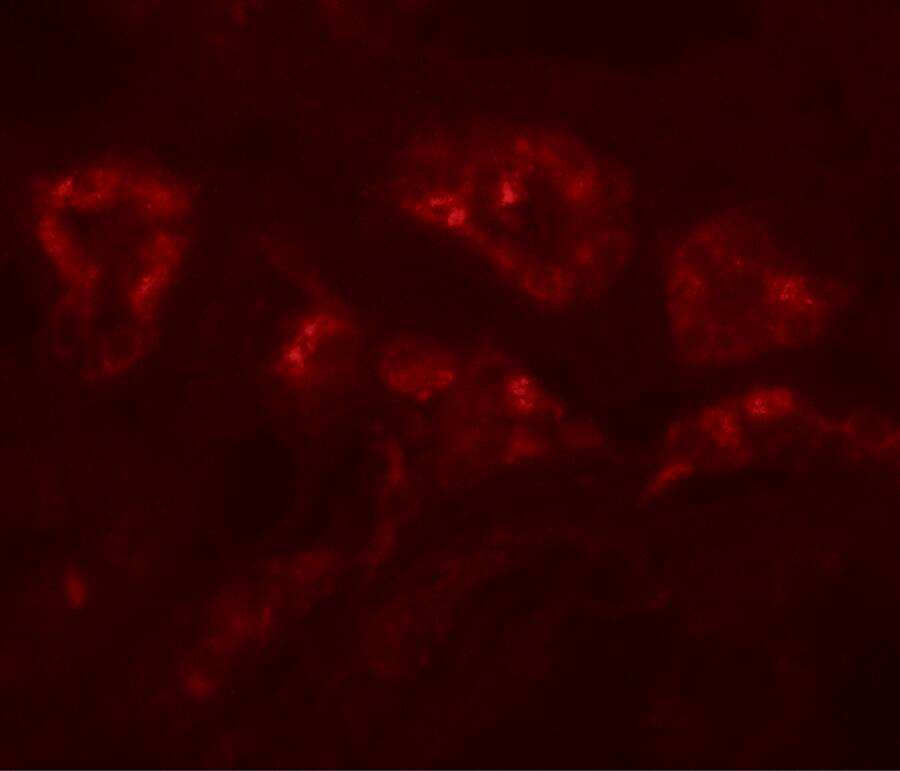 Immunocytochemistry/ Immunofluorescence: DPAGT1 Antibody - BSA Free [NBP2-81923] - Immunofluorescence of DPAGT1 in human kidney tissue with DPAGT1 antibody at 20 u/mL.