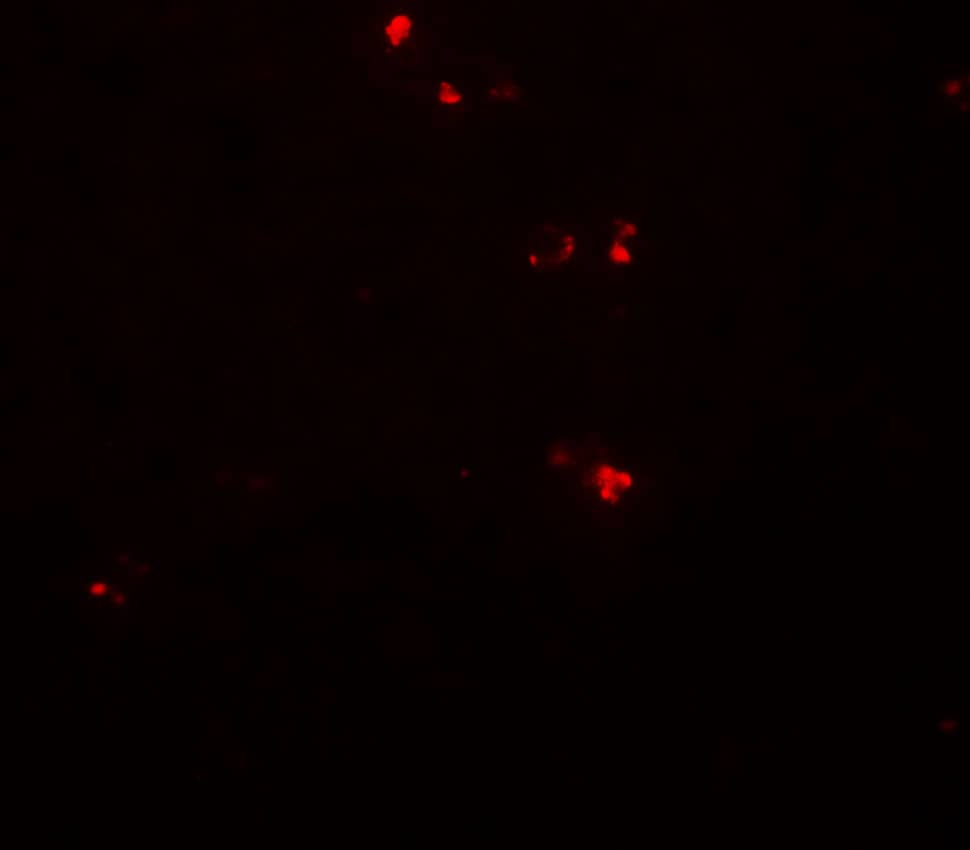 Immunocytochemistry/ Immunofluorescence DTX4 Antibody - BSA Free