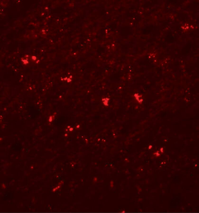 Immunocytochemistry/ Immunofluorescence: PLPP4/PPAPDC1A Antibody - BSA Free [NBP2-81931] - Immunofluorescence of PLPP4/PPAPDC1A in human brain tissue with PLPP4/PPAPDC1A antibody at 20 ug/mL.