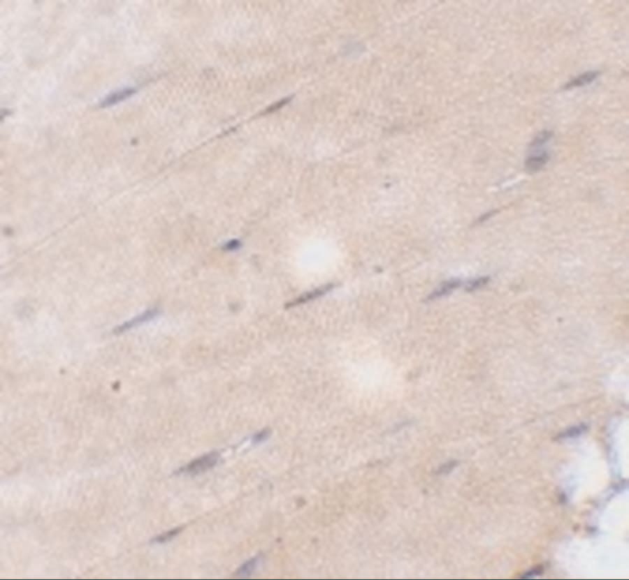 Immunohistochemistry: FNIP2 Antibody - BSA Free [NBP2-81934] - Immunohistochemistry of FNIP2 in mouse skeletal muscle tissue with FNIP2 antibody at 5 ug/mL.