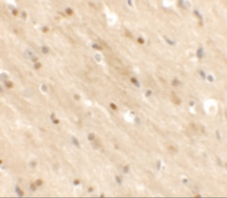 Immunohistochemistry TMEM59L Antibody - BSA Free