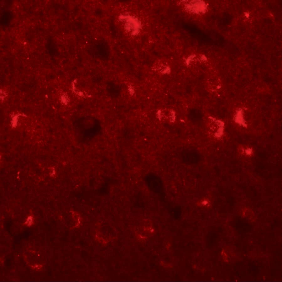 Immunocytochemistry/ Immunofluorescence TMEM59L Antibody - BSA Free